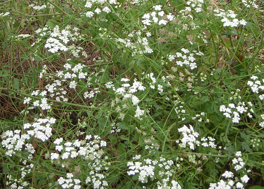 Apiaceae - cfr. Torilis arvensis